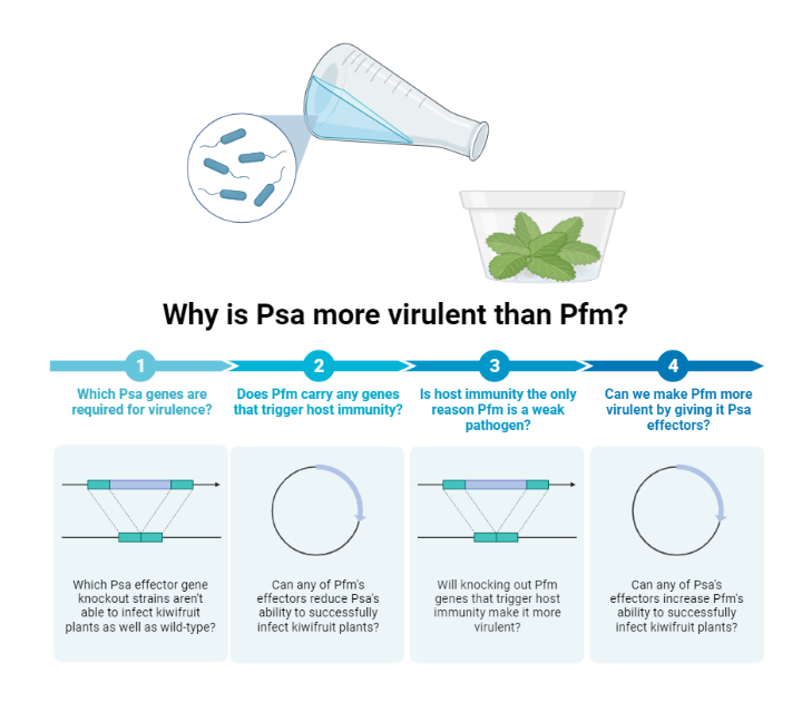 Why is Psa more virulent than Pfm? Timeline. 1) Which Psa genes are required for virulence? Which Psa effector knockout strains aren't able to infect kiwifruit plants as well as wild-type? 2) Does Pfm carry any genes that trigger host immunity? Can any of Pfm's effectors reduce Psa's ability to successfully infect kiwifruit plants? 3) Is host immunity the only reason Pfm is a weak pathogen? Will knocking out Pfm genes that trigger host immunity make it pathogenic? 4) Can we make Pfm more virulent by giving it Psa effectors? Can any of Psa's effectors increase Pfm's ability to successfully infect kiwifruit plants?