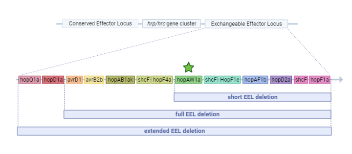 An illustration of Psa's exchangeable effector locus.