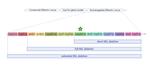 Effector loss drives adaptation of Pseudomonas syringae pv. actinidiae biovar 3 to Actinidia arguta