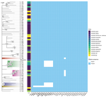 Identification and characterization of innate immunity in Actinidia melanandra in response to Pseudomonas syringae pv. actinidiae