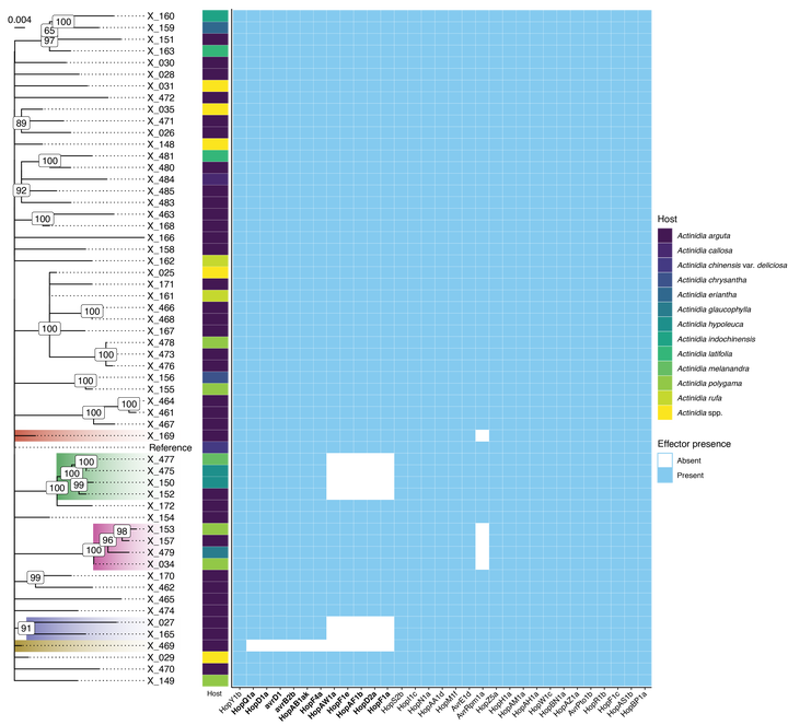 Core SNP phylogeny of Psa isolates from germplasm Actinidia vines. Effector presence and absence by genome position indicates the emergence of multiple lineages of exchangeable effector locus (EEL) and avrRpm1a loss variants.