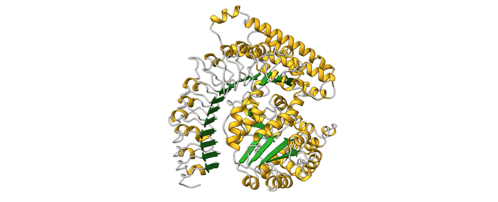 The predicted structure of NbPTR1.